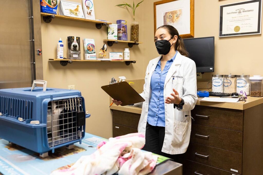 Cat Room With Doctor