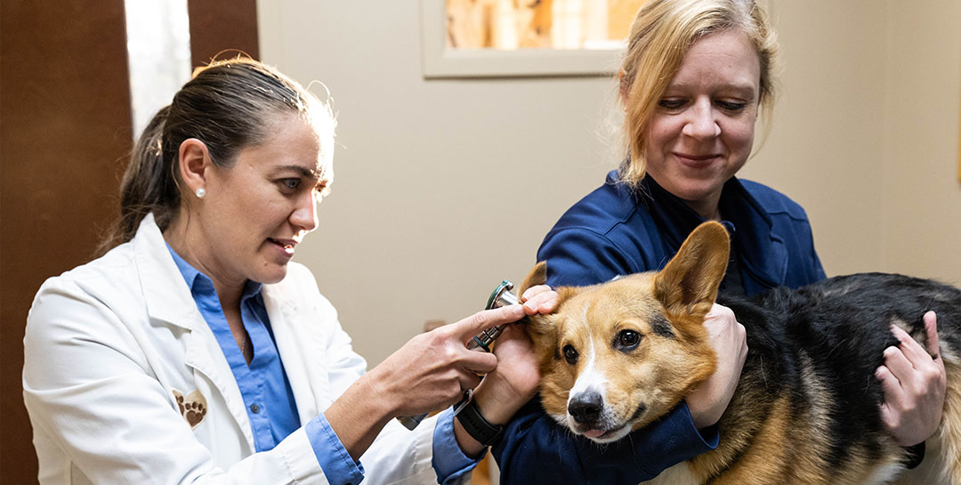 Doctor With Assistant And Corgi
