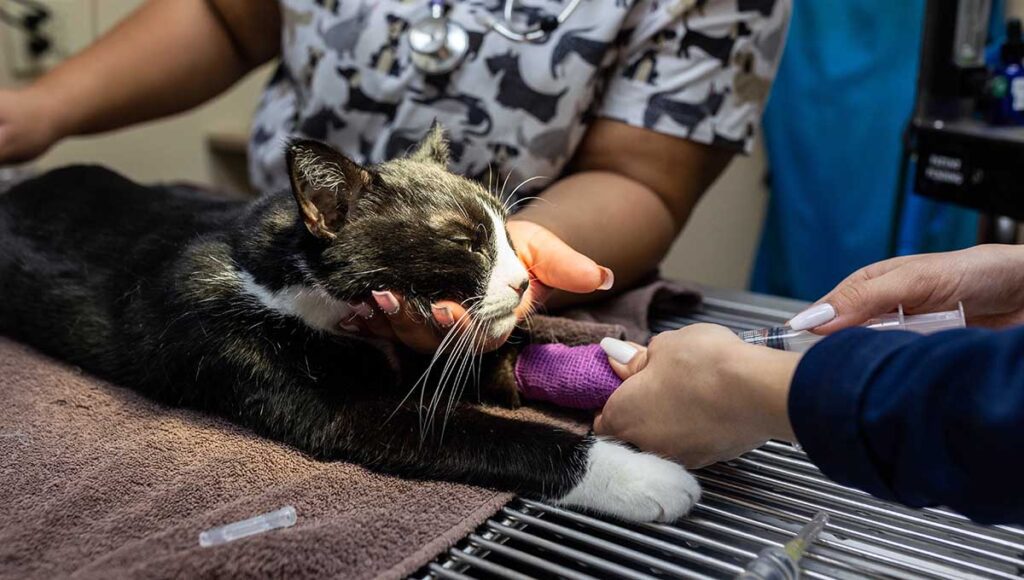 Emergency Vet Near Me in Bridgewater, NJ Bridgewater Veterinary Hospital