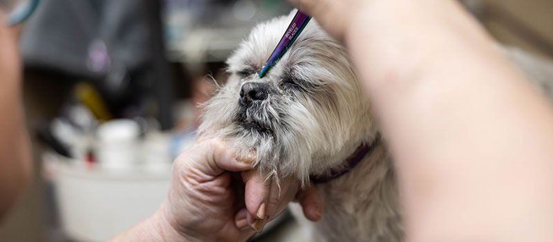 Grooming Dogs Face