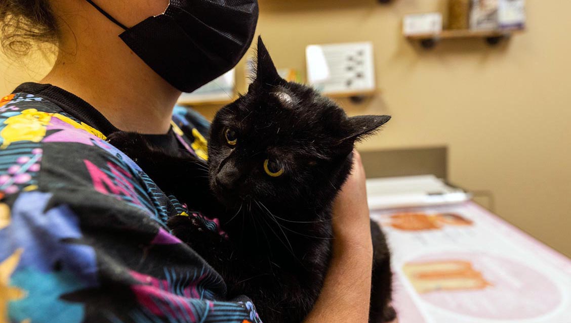Pet Cancer Care At Bridgewater Veterinary Hospital