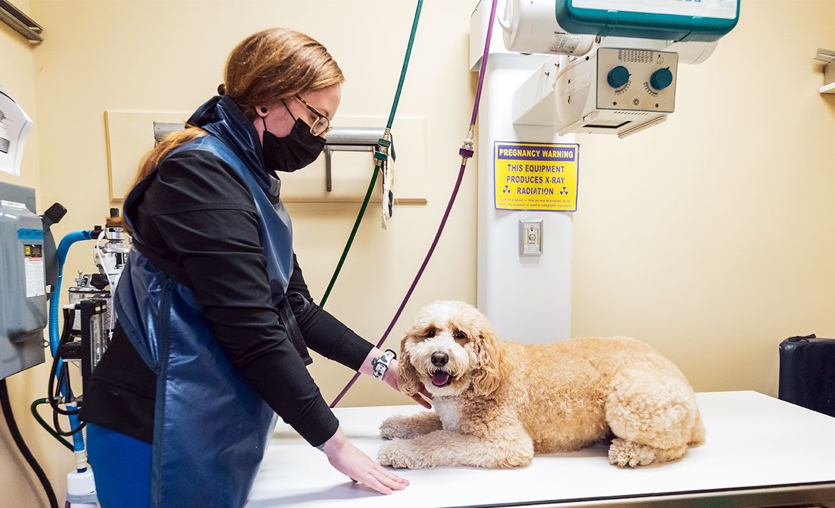 Pet Internal Medicine And Imagine At Bridgewater Vet