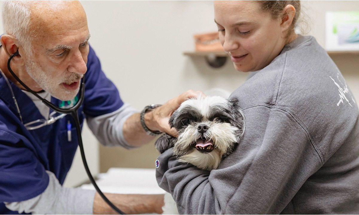 Male doctor examining a Shih Tzu