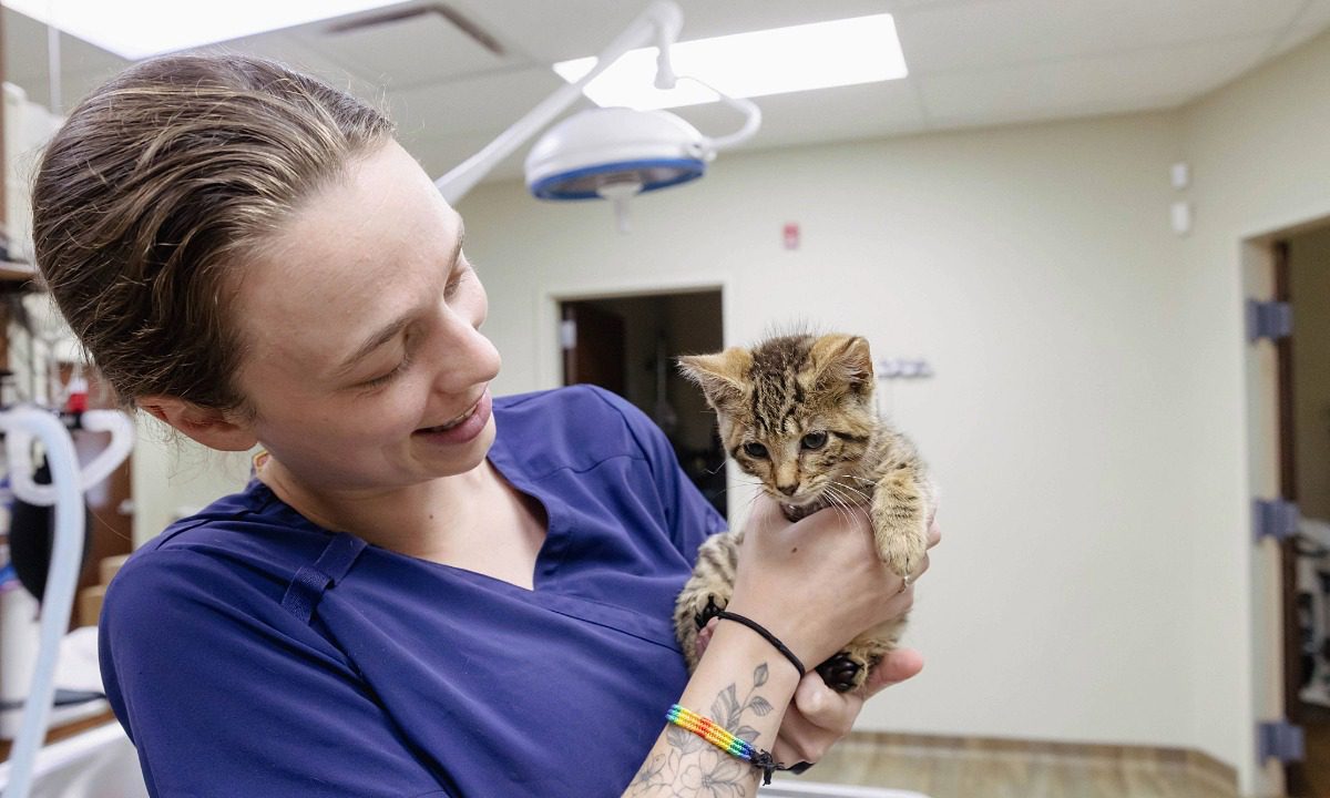 Female wearing blue scrubs holding a small kitten