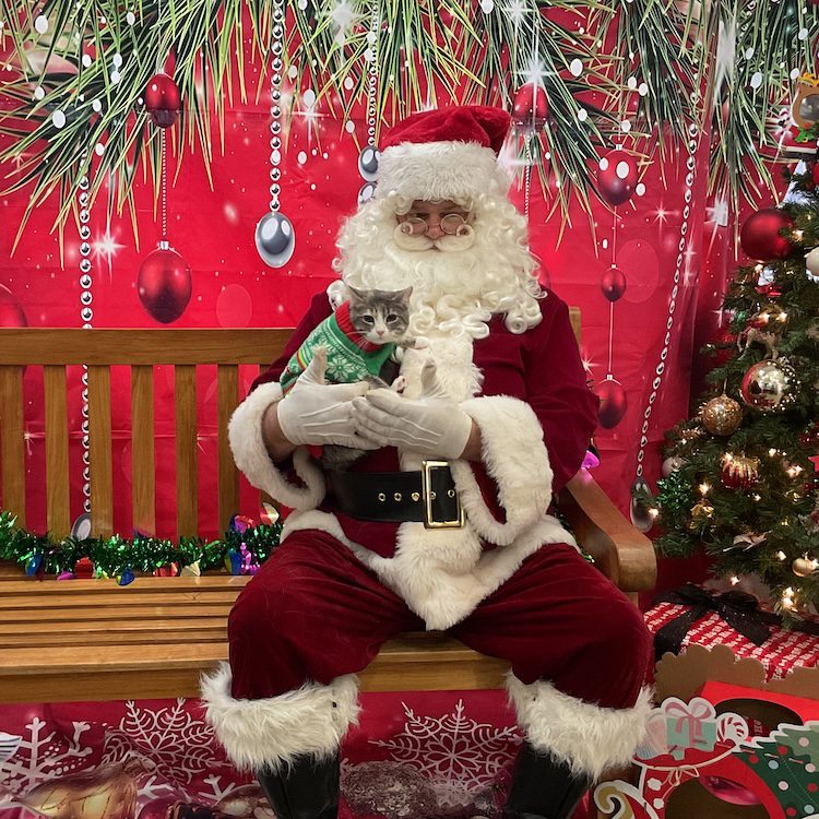 Cat And Santa