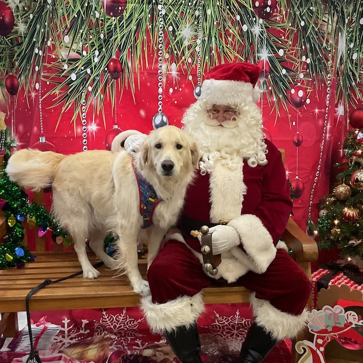 Dog And Santa