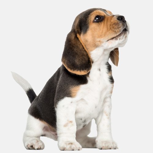 beagle puppy howling