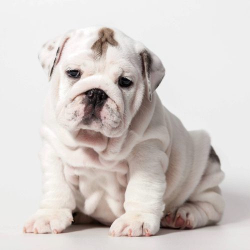 Bulldog Puppy 2