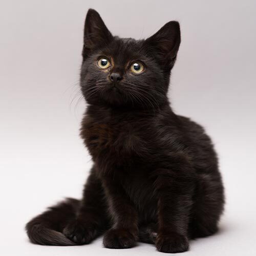 Small Black Kitten Looking Up